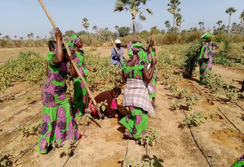 Senegalese women in a field planting crops