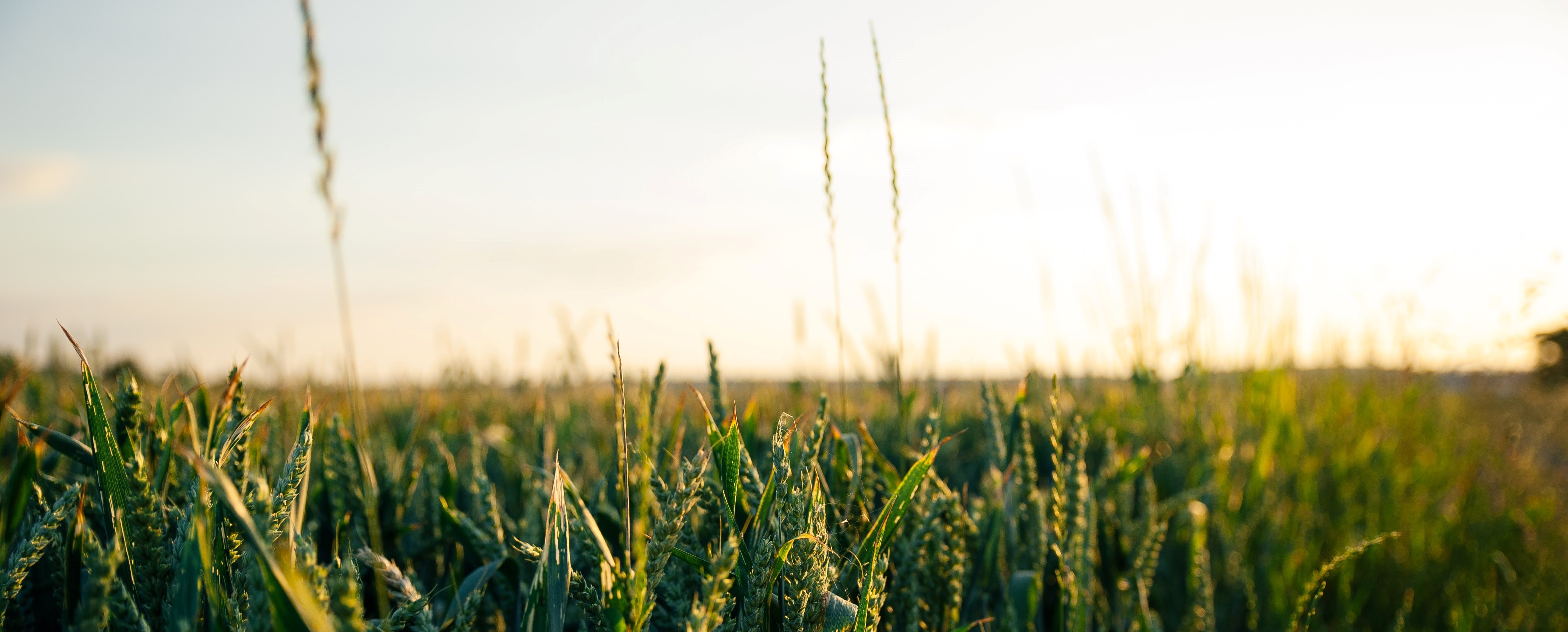 Grassy Climate Banner