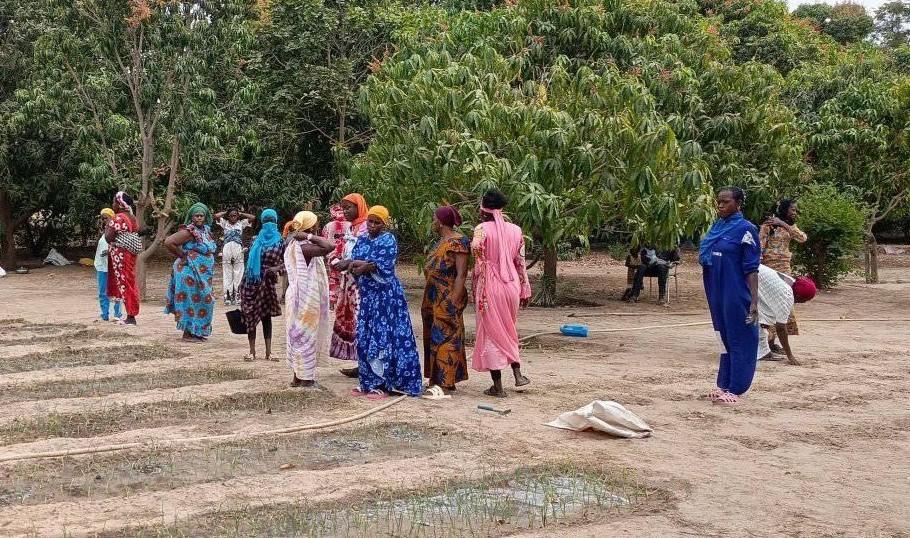 Senegalese women planting in a field. 